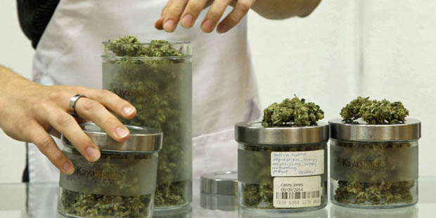 FILE - In this June 26, 2015, file photo, Bear Westerlind, an employee at the medical marijuana dis...