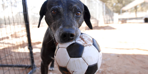 (Molly Wald/Best Friends Animal Society via AP)...