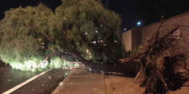 Fallen tree in east Valley (Twitter photo by @stacia_naquin)...