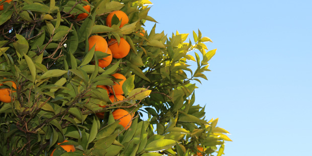 (StockSnap Photo)...