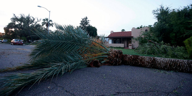 A downed palm tree blocks the way for traffic on a residential street early on Tuesday, Sept. 1, 20...