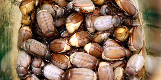 In this Thursday, Feb. 19, 2015 photo, a bowl of cockchafers, large beetles, greet participants who...