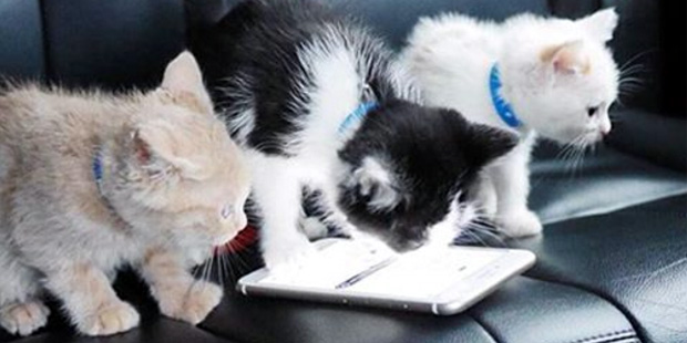 Kittens using Uber. On Thursday, Oct. 29, Uber is bringing back its beloved kitten-petting service ...