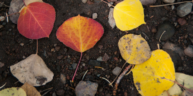(Flikr Photo/Coconino National Forest)...