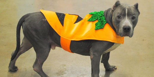 One of the puppies in Maricopa County Sheriff Joe Arpaio's MASH program, which aims to rehab abused...