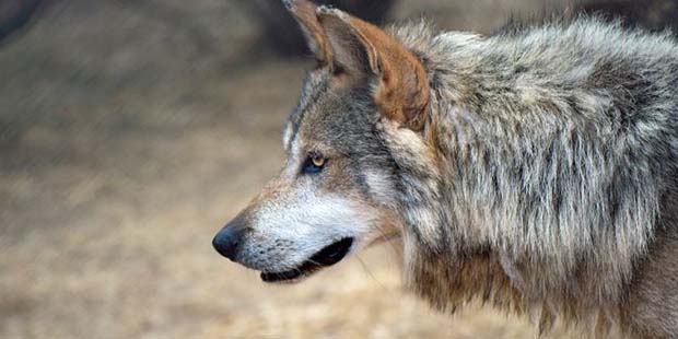 A Mexican gray wolf at the Southwest Wildlife Conservation Center in Scottsdale. (Facebook photo)...