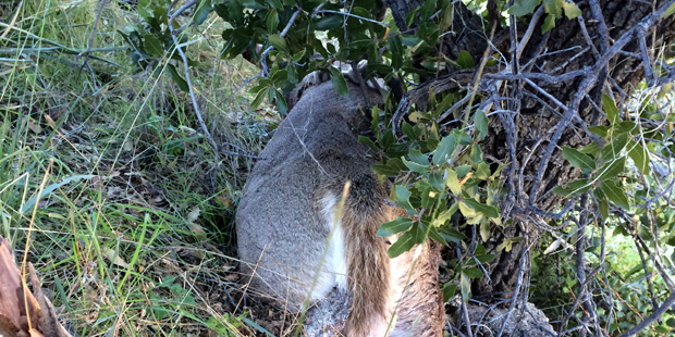 The deceased deer is shown. (Arizona Game and Fish Photo)...