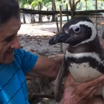 penguin