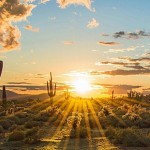 sun-cactus-web
