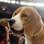 beagle-ap