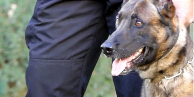 Bomb-sniffing dogs are used to search schools after a threat has been reported, Chandler Police say...