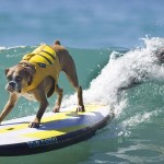 boxer-dog-ap