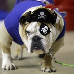 bulldog-ap