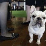 french-bulldog-ap