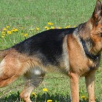 german-shepherd-pixabay