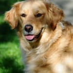 golden-retriever-publicdoma