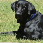 labrador-retriever-13671069
