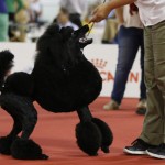 poodle-ap