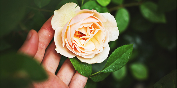 (StockSnap Photo)...