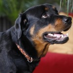 rottweiler-ap