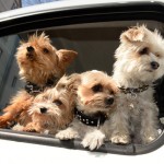 yorkies-ap