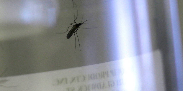 Live mosquitos grown from water larvae are contained at the Dallas County Mosquito Lab Thursday, Fe...