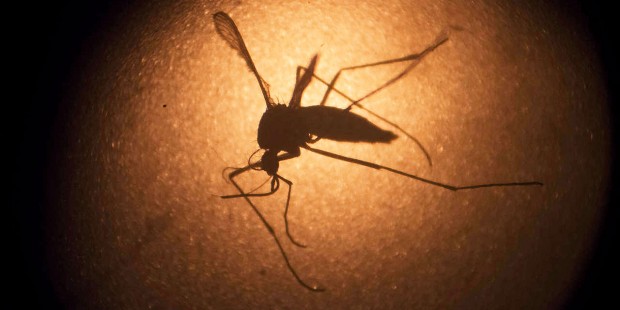 FILE - In this Jan. 27, 2016, file photo, an Aedes aegypti mosquito is photographed through a micro...