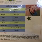 dog-3