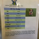dog2