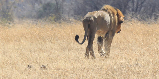 File-This Aug. 6, 2015, file photo shows a lion named Tommy in the Hwange National Park where Cecil...