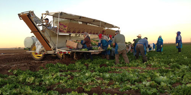 Working a farm in Yuma.(KTAR Photo/Aaron Granillo) Related Here are all the Phoenix-area schools cl...