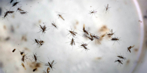 In this Thursday, Feb. 11, 2016, file photo, Aedes aegypti mosquitoes float in a mosquito cage at a...