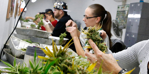 In this Dec. 27, 2013 file photo, employees trim away leaves from marijuana plants to be packaged a...