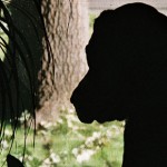 dogs-sick-phoenix