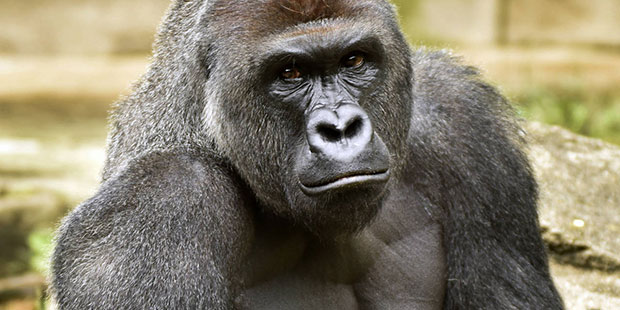 A June 20, 2015 photo provided by the Cincinnati Zoo and Botanical Garden shows Harambe, a western ...