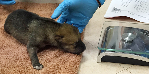 Brooke, a 5-day-old Mexican gray wolf born at Brookfield Zoo, is examined by a U.S. Fish & Wildlife...