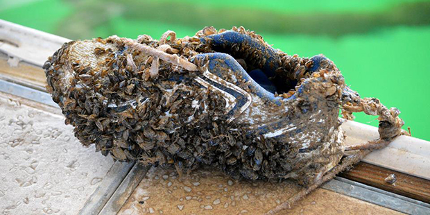 (U.S. Fish and Wildlife Service Photo)