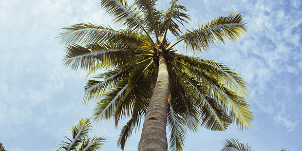(StockSnap Photo)...