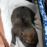 wolves3