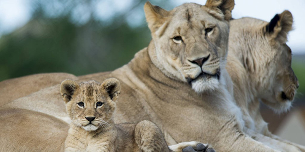 In this Monday, May 16, 2016, photo, one of three lion cubs born February at Utah's Hogle Zoo in Sa...