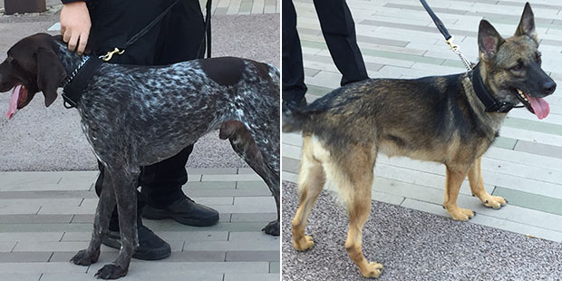Two of the dogs that will be on Phoenix-area light rail and buses are shown. (KTAR Photos/Kathy Cli...