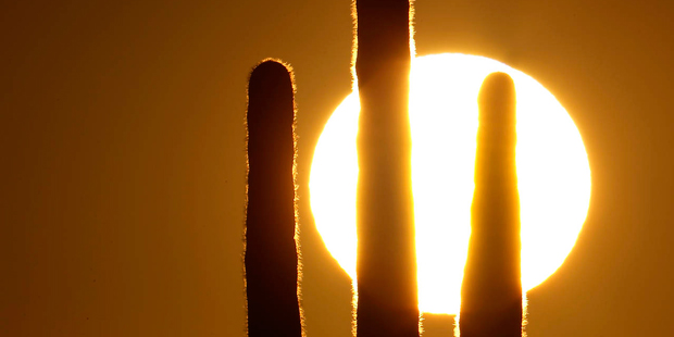 A saguaro cactus is silhouetted by the rising sun Monday, Feb. 22, 2016, in the desert north of Pho...