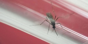 First case of Zika virus confirmed in Pima County