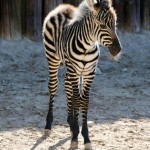 zoo16