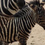 zoo3