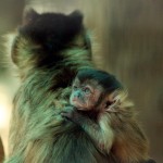 zoo4