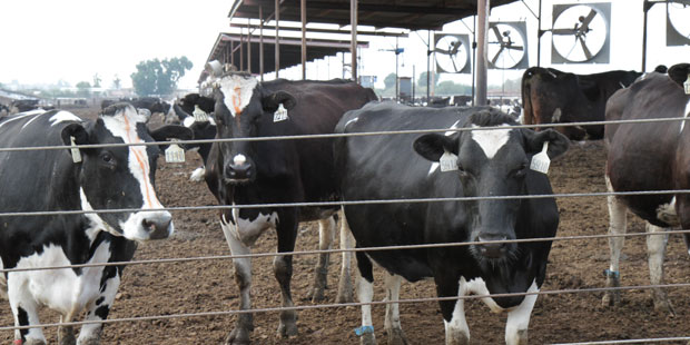 Danzeisen Dairy...