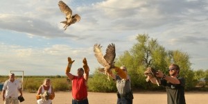 Arizona staff releases orphaned great horned owls back into wild