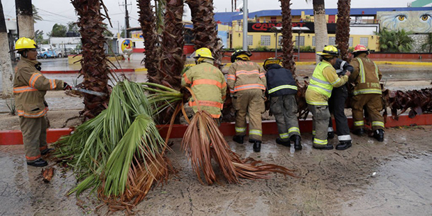 Firemen removed a palm tree felled by Hurricane Newton in Cabo San Lucas, Mexico, Tuesday, Sept. 6,...