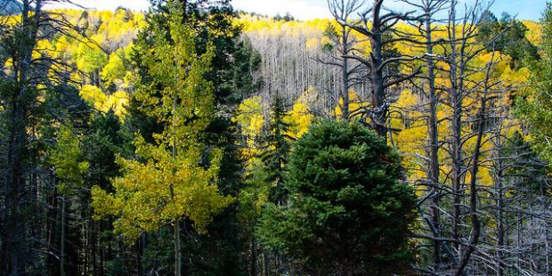 (Flikr Photo/Coconino National Forest)...